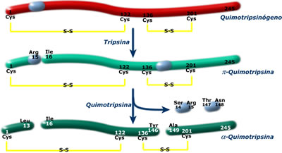 estructura de la quimotripsina