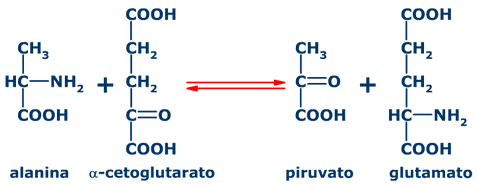 piruvato a alanina