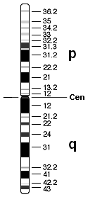 Idiograma del Cromosoma 1