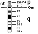 Idiograma del Cromosoma 14